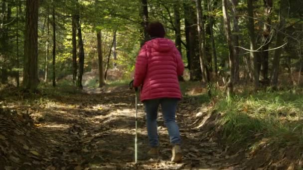 ESPACIO DE COPIA: Señora mayor explorando el bosque en una hermosa tarde de otoño. — Vídeo de stock