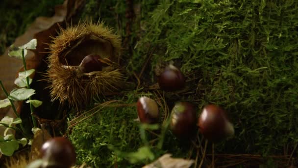 CLOSE UP: Castanhas caem da árvore e no chão coberto de musgo floresta. — Vídeo de Stock