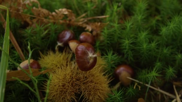 CERRAR: Vista detallada de castañas esparcidas por el suelo del bosque musgoso. — Vídeos de Stock