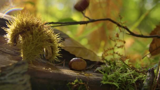 CERRAR, DOF: Los granos de castaño caen en la decoración de jardín inspirada en el otoño. — Vídeo de stock