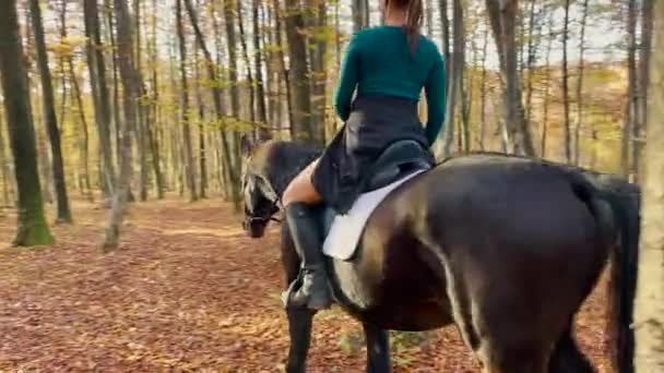 Mujer joven irreconocible explora el bosque de color otoñal con sus caballos. — Vídeos de Stock