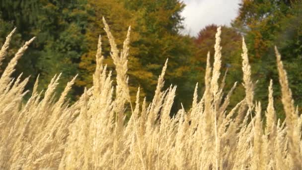 CERRAR, DOF: Hierba seca cerca de un bosque tranquilo balancea suavemente en la brisa de otoño. — Vídeos de Stock