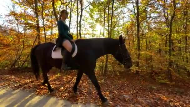 LENS FLARE: Jonge vrouw neemt haar paard mee voor een ritje langs een zonovergoten bospad. — Stockvideo