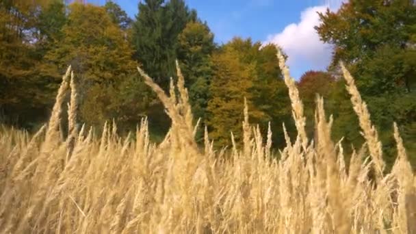 CERRAR, DOF: Meadow se mueve en suaves vientos de otoño que soplan a través del campo — Vídeo de stock