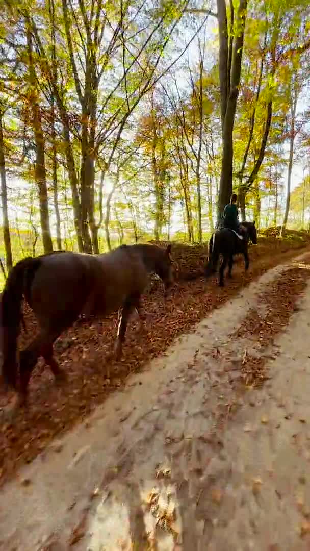 WERTYCZNE: Młoda kobieta zabiera konia na przejażdżkę po słonecznym leśnym szlaku. — Wideo stockowe