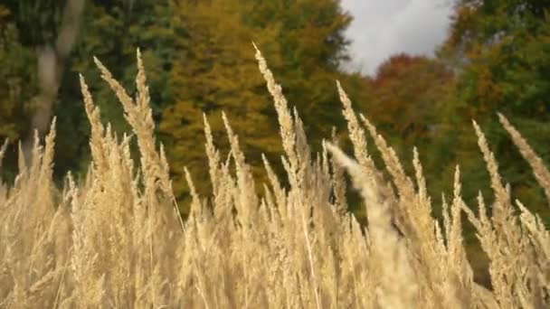 Sluiten omhoog: Droge gras in de buurt van een bos veranderende kleuren zachtjes zwaait in de herfst wind. — Stockvideo