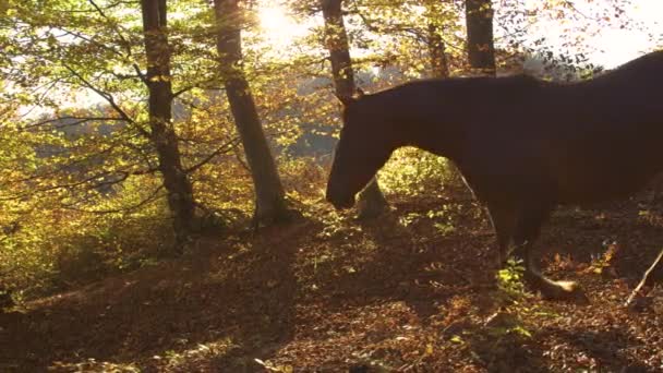 レンズフレア:若い女性は日没時に秋の森を通って馬を導く. — ストック動画