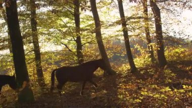 Dişi at binicisi atlarına altın ışıklı ormanda rehberlik eder.
