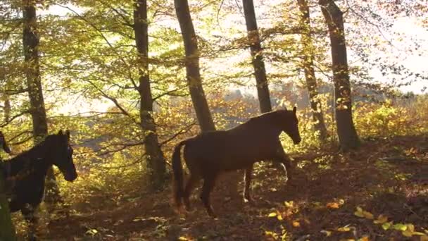 LENS FLARE : Femme explore la forêt colorée d'automne avec ses chevaux au lever du soleil. — Video