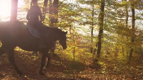 LENS FLARE: Arany őszi esténként napsugarak ragyog a nő felfedező erdő. — Stock videók