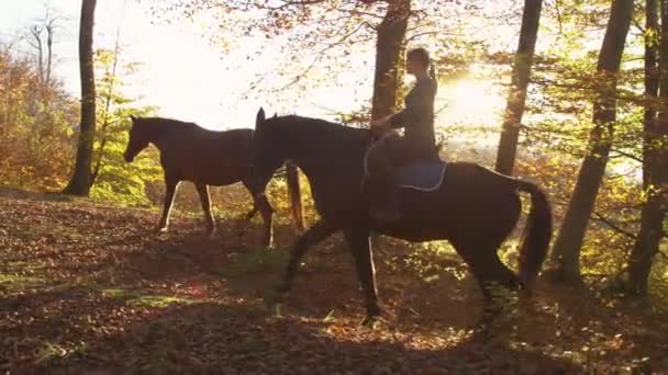 LENS FLARE: Junge Frau führt ihre Pferde bei Sonnenaufgang durch den herbstlichen Wald. — Stockvideo