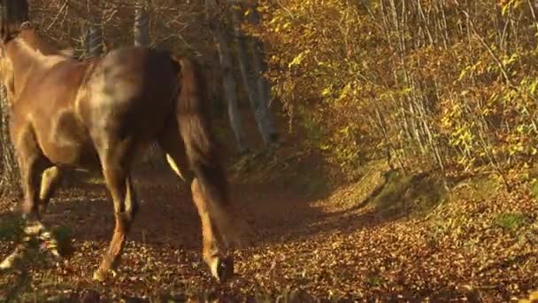SLOW MOTION: Oigenkännlig kvinna ridning en häst galopperar ner tom skog spår — Stockvideo