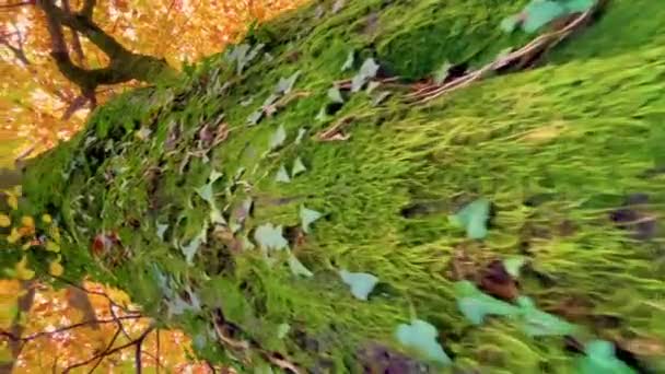 VERTIKAL: Saftig grünes Moos und Efeu erklimmen die Rinde eines hoch aufragenden Laubbäumchens — Stockvideo