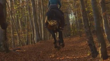 Kadın atına biniyor altın ışıklı ormanda boş bir patika boyunca.