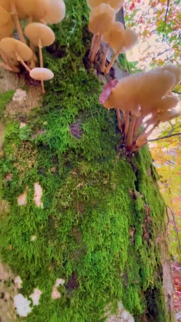 VERTICAL: Tiro detalhado de cogumelos de madeira que crescem em uma árvore colorida de outono. — Vídeo de Stock
