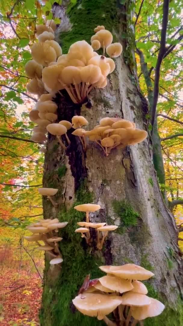 VERTICAL: Tree mushrooms grown on the mossy trunk of towering fall colored tree. — Stock Video