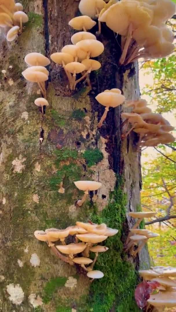 VERTICAL: Mossen en paddenstoelen groeien aan de zijkant van een grote herfstkleurige boom. — Stockvideo