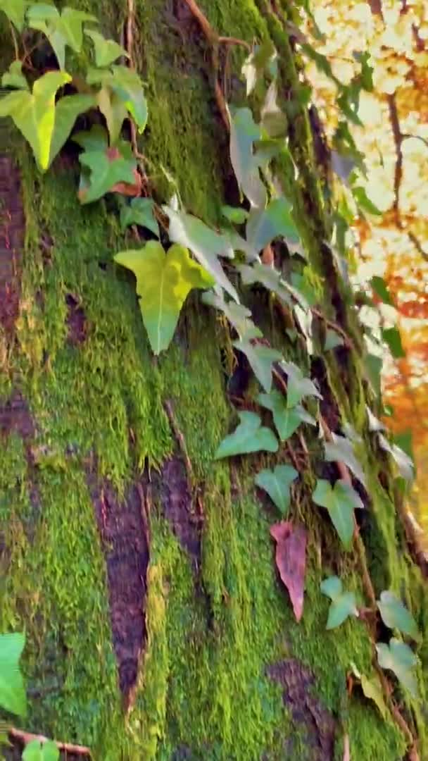 垂直:苔とツタは静かな森の中で秋の色の木を登る. — ストック動画