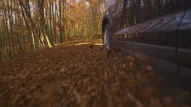 Metalik mavi SUV, kuru yapraklarla kaplı bir orman yolu boyunca gidiyor..