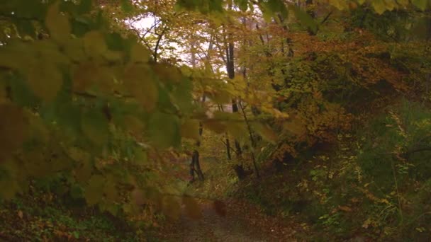 Leeg bladkleurig pad loopt op mistige dag door het levendig gekleurde bos. — Stockvideo