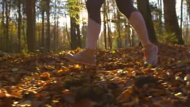 LENS FLARE: Cinematic skott av en kvinnlig joggare utforska höstfärgade skogar. — Stockvideo