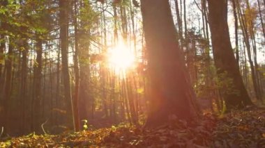 LENS FLARE Altın sonbahar akşamı güneş ışıkları canlı renkli ormanı aydınlatıyor