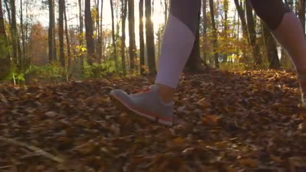 ÁNGULO BAJO: Los rayos de sol dorados de la noche de otoño brillan en el jogger femenino que explora bosques. — Vídeos de Stock