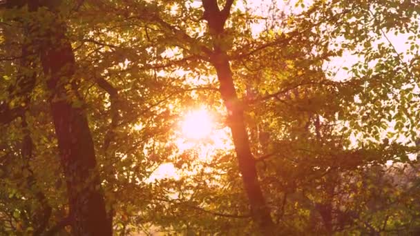 LENS FLARE: Časné podzimní ranní slunce svítí skrze točící se listí. — Stock video