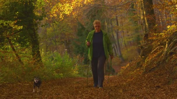 Langsom bevægelse: Ældre kvinde og hendes miniature pinscher udforske efteråret skov. – Stock-video