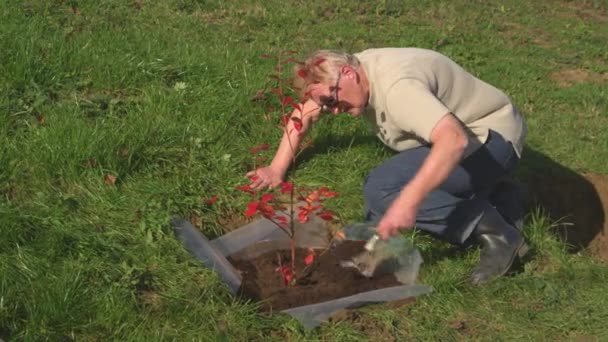 Пожилая женщина, работающая на заднем дворе, выращивает маленький черничный кустарник. — стоковое видео
