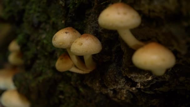 MACRO, DOF: Деревні гриби, що ростуть у симбіозі з деревом в осінньому лісі . — стокове відео
