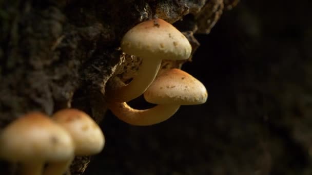 MACRO: Winzige weiße und braune Pilze wachsen an der Seite eines großen moosigen Baumes. — Stockvideo