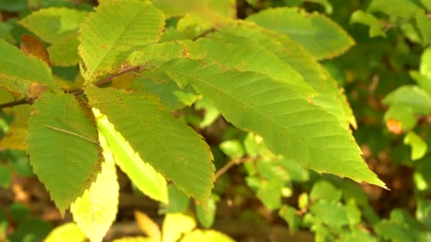 Sluiten: weelderige groene kastanjebladeren slingeren zachtjes in het aangename herfstbriesje. — Stockvideo