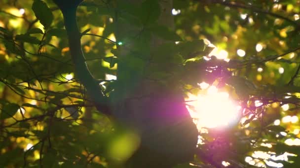 LENS FLARE: Późną jesienią wieczorem słońce świeci przez liście skręcające. — Wideo stockowe