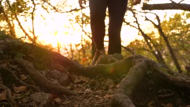 LENS FLARE: Wandelaar stapt op wortels tijdens het verkennen van paden op een zonnige herfstavond — Stockvideo