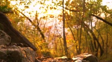 Yavaş hareket, düşük öfke, mercek alevi, yaklaşın, sığın genç kadın, Golden FLARE 'da yokuş aşağı yürürken kayaya basıyor. Tanınmayan kadın yürüyüşçü ormanda altın ışıklı bir patikadan aşağı iner..
