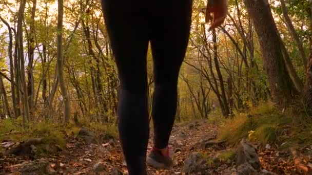LENS FLARE: Woman carries miniature pinscher in a backpack while hiking downhill — Stockvideo