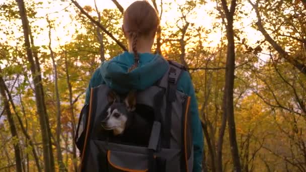 CLOSE UP: Túrázó hordozza a vezető miniatűr Pinscher kutya, miközben megfigyelése erdő — Stock videók