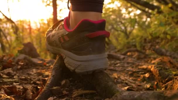 LENTE FLARE: La donna calpesta le radici mentre cammina in discesa al tramonto dorato dell'autunno. — Video Stock