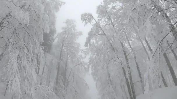 Schneebedeckte Baumwipfel über einer Snowboarderin, die auf dem leeren Pfad fährt. — Stockvideo