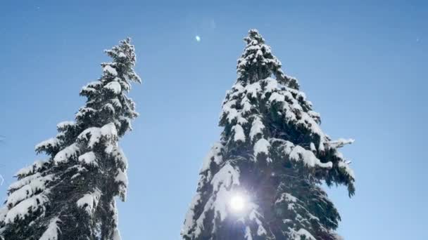 LENS FLARE: fényes téli napsugarak ragyog a hó borította fenyőfák lombkoronák. — Stock videók