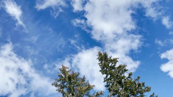 BOTTOM UP: White airplane flies across the cloudy blue sky above two pine trees. — Stockvideo