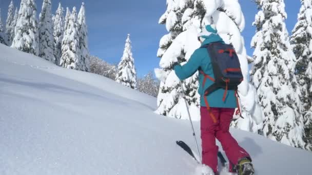 Žena splitboarding v Bohinj treks do kopce pokryté čerstvým sněhem. — Stock video