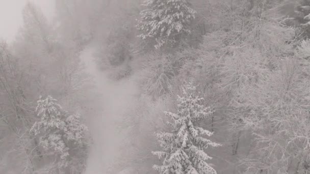 AERIAL: Burza śnieżna pochłania las iglasty w kocu białych płatków śniegu. — Wideo stockowe