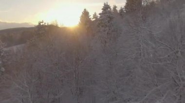 Altın gün batımıyla aydınlatılan kışın kırsal kesiminin çarpıcı görüntüsü.