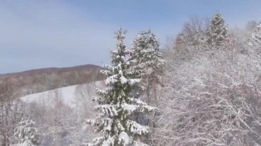 Slovenya 'nın kırsal kesimlerinde taze toz karla kaplı bir şekilde ormanın üzerinde uçuyor..