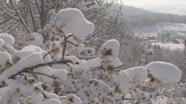 Buzlu kar, çiçeklerle dolu bir meyve ağacının tepesinde birikiyor..