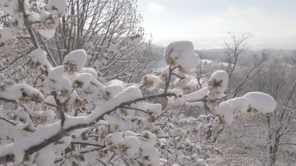 FECHAR, DOF: Neve fresca em pó cobre um ramo frágil cheio de flores brancas. — Vídeo de Stock