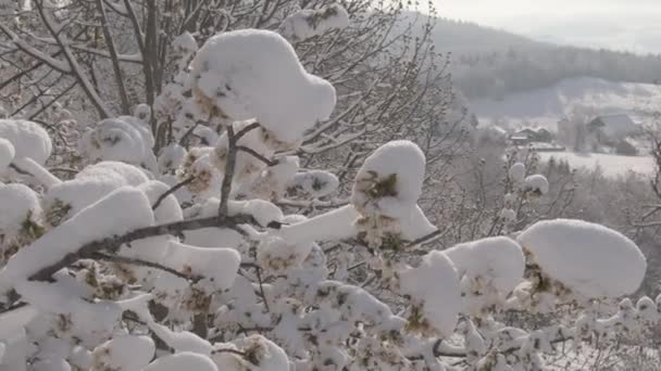 Κοντινό πλάνο, DOF: Παγωμένο χιόνι συσσωρεύεται πάνω σε μια κουβούκλιο οπωροφόρων δέντρων γεμάτο με άνθη. — Αρχείο Βίντεο