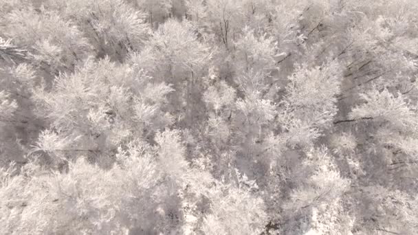 TOP DOWN: Vliegen direct boven een besneeuwd loofbos op een besneeuwde winterdag. — Stockvideo